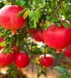 ניטרטים - תמונת המחשה ניטרטים - תמונת המחשה